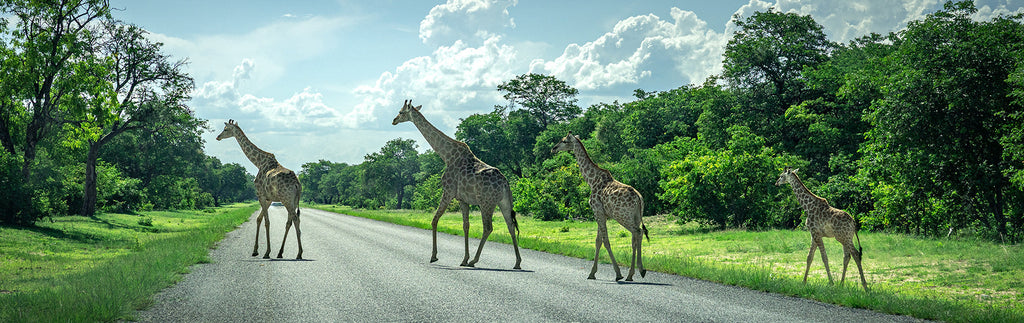 Expeditie Namibië 2025